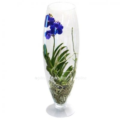 Купить Орхидея Ванда в стекле Шампань