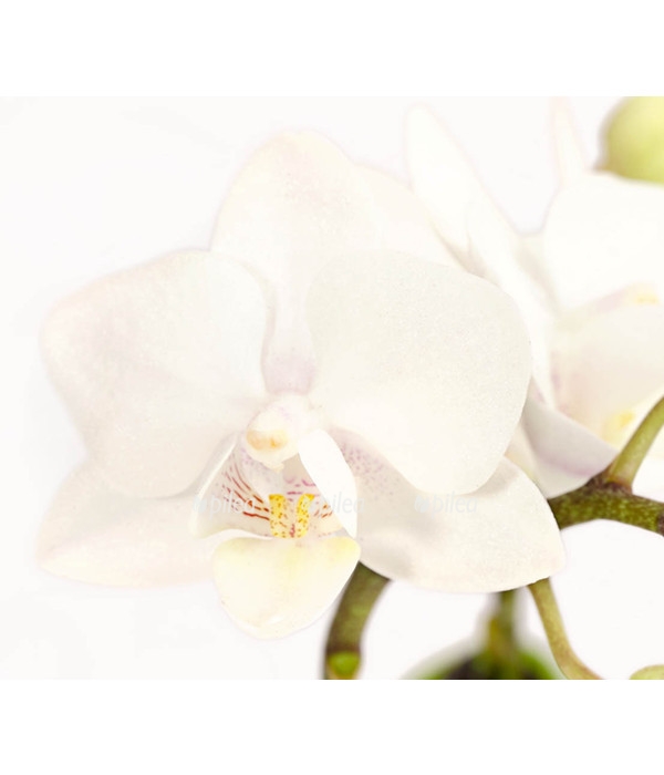Купить Орхидея Фаленопсис Мини белый