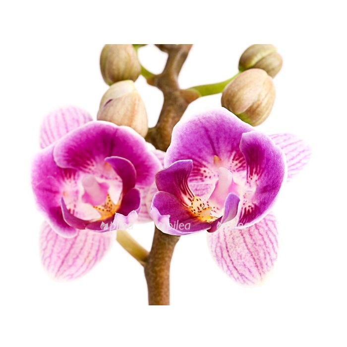 Купить Орхидея Фаленопсис Мини сиреневый