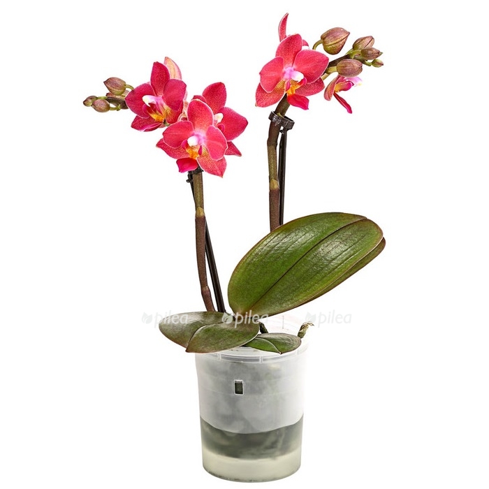 Купить Орхидея Фаленопсис Мини
