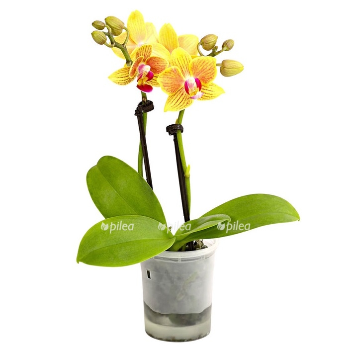 Купить Орхидея Фаленопсис Мини жёлтый