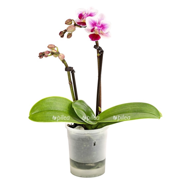 Купить Орхидея Фаленопсис Мини нежный