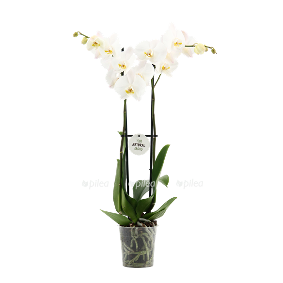 Купить Орхидея Фаленопсис Кембридж