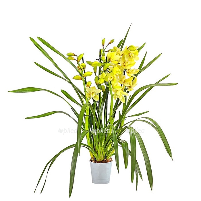 Купить Орхидея Цимбидиум