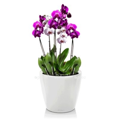 Орхидея Фаленопсис в CLASSICO LS 21