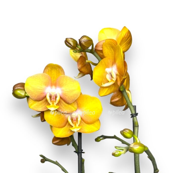 Орхидея Фаленопсис Лас Вегас