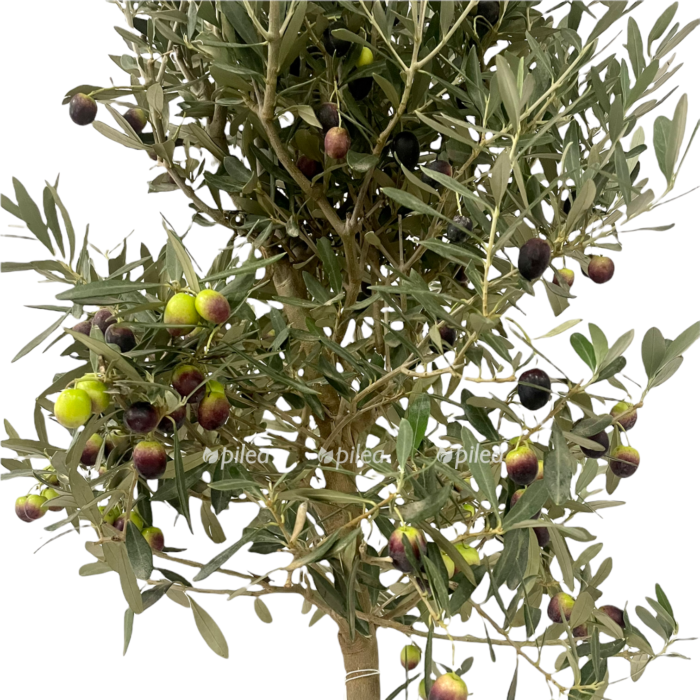 Олива Европейская с плодами