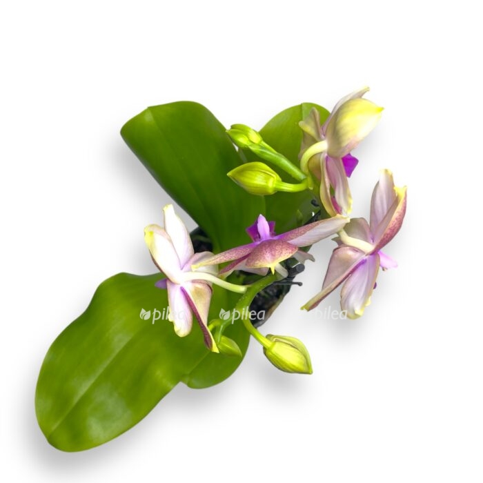 Купить Орхидея Фаленопсис Лиодоро Парфюм
