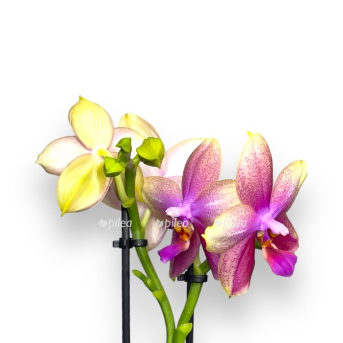 Купить Орхидея Фаленопсис Лиодоро Парфюм