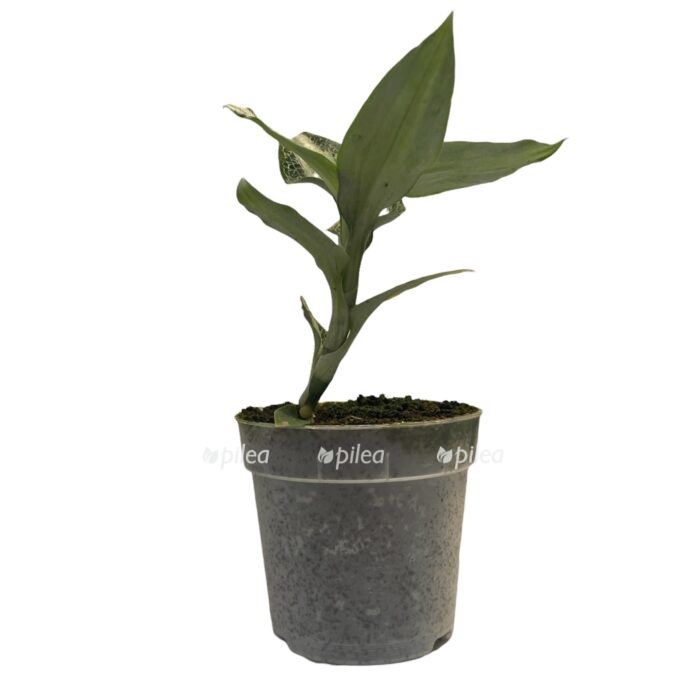 Орхидея Аспидогина Серебристая