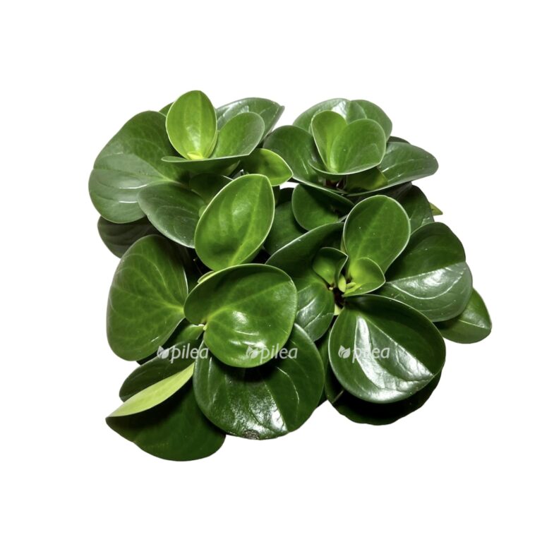 Peperomia cuspidilimba