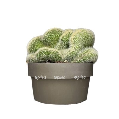 Купить Клейстокактус Штрауса
