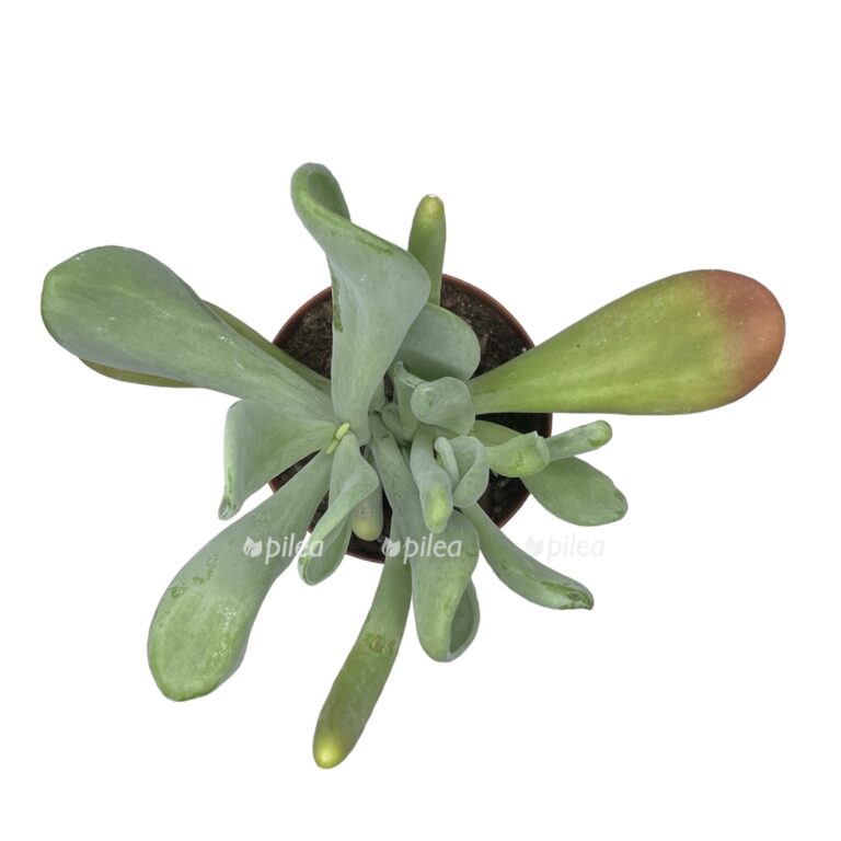 Kalanchoe С†РІРµС‚РѕРє ikea