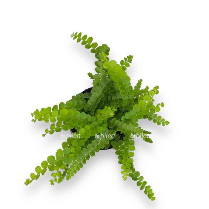 Купить Nefrolepis Kordifolium Duffi ⌀6 ↑15 sm
