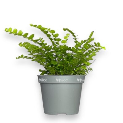Купить Nefrolepis Kordifolium Duffi ⌀6 ↑15 sm