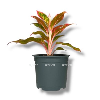 Купить Аглаонема Сиам Аврора